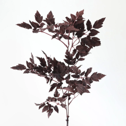 Plum Leaf Branch