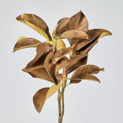Mandy Leaf Branch