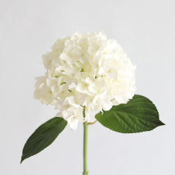 Hydrangea Blossom