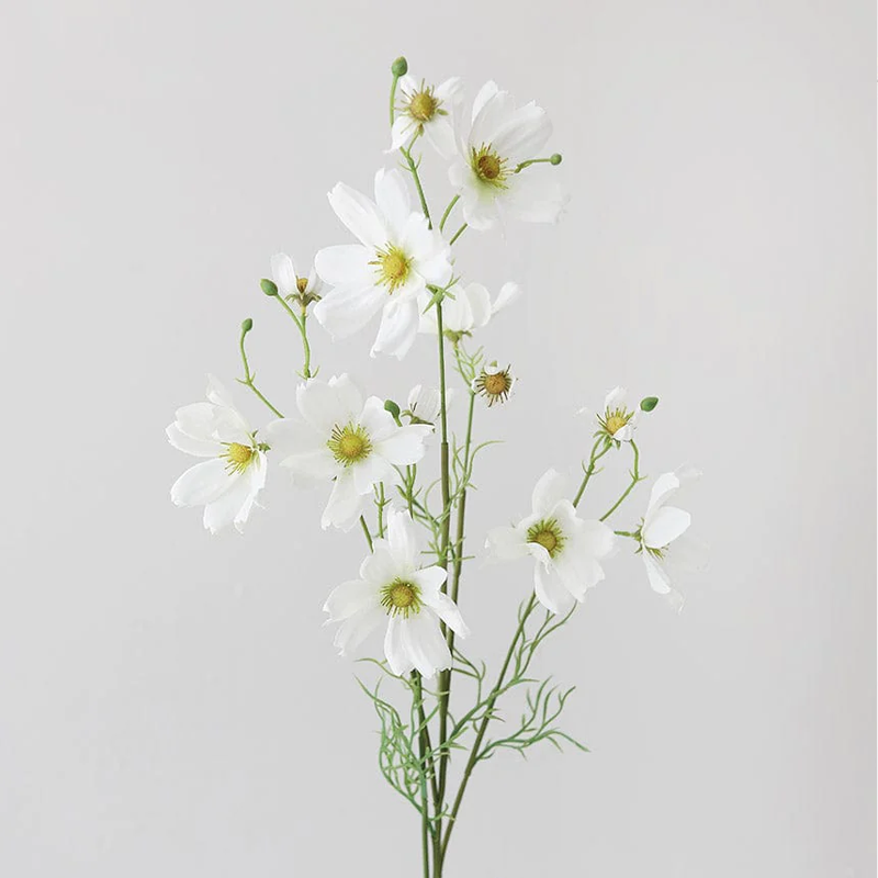 spring6